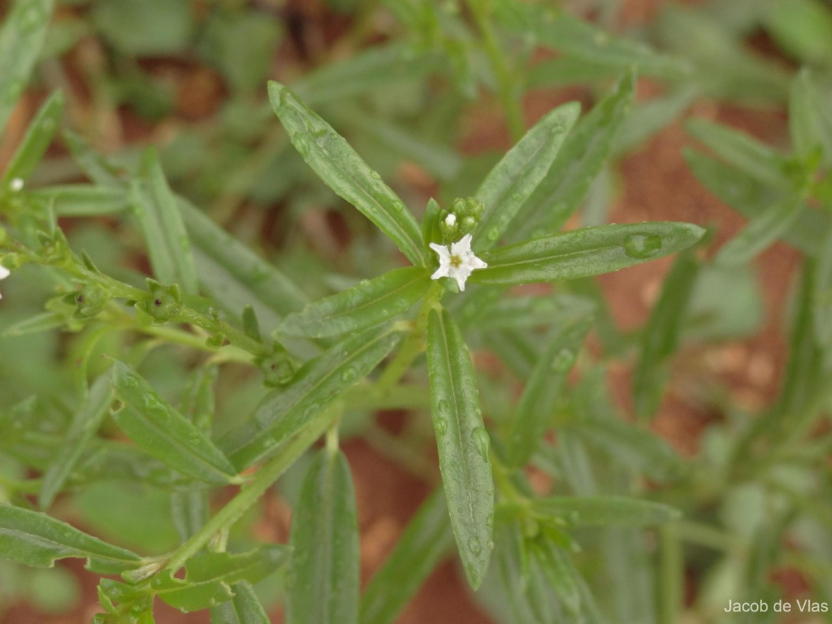 Heliotropium zeylanicum (Burm.f.) Lam.